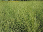 Preview: Miscanthus sinensis Morning Light